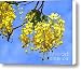 Blossoms of the Golden Chain Tree Canvas Print / Canvas Art - Artist Yali Shi