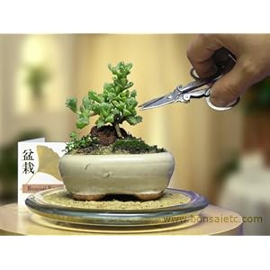 Mini Indoor Bonsai Tree for Home or Office Desk by HooTee