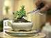 Mini Indoor Bonsai Tree for Home or Office Desk by HooTee