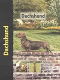 Dachshund
