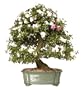 Brussel's Satsuki Azalea Specimen Bonsai