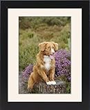 IMAGE OF Framed Prints of JD-20840 Dog. Nova Scotia Duck Tolling Retriever standing on tree stump from Ardea Wildlife Pets