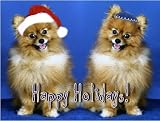 Pet Star Interfaith Cards - Pomeranians