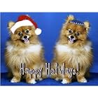 Pet Star Interfaith Cards - Pomeranians by  Pet Star Photography