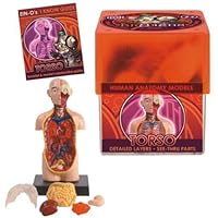 TeDCo Bio Signs Human Anatomy - Torso