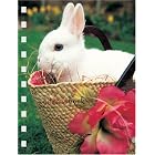 Click here to buy Bunnies Address Book.