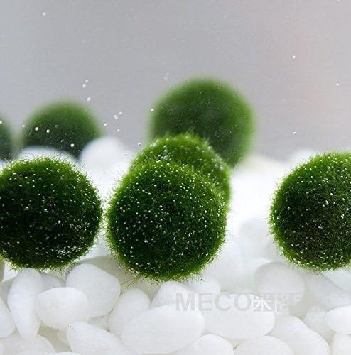 3 X Marimo Mossball 0.8~1cm High Quality - Live Aquarium Aquatic Plant for Fish Tank by quintstore