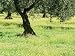 Landscape Near Trujillo, Caceres, Extremadura, Spain Photographic Poster Print by Michael Busselle, 12x9