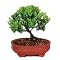 Outdoor Bonsai