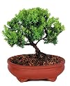 Brussel's Green Mound Juniper Outdoor Bonsai Tree