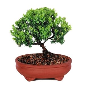 Brussel's Green Mound Junpier Bonsai by 