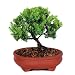 Brussel's Green Mound Juniper Outdoor Bonsai Tree