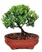 Brussel's Green Mound Juniper Outdoor Bonsai Tree