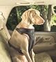Solvit Pet Vehicle Safety Harness, Extra-Large