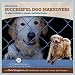 Dog Training and Behavior DVD - Successful Dog Makeovers