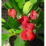 Red Crown of Thorns Plant -Euphorbia splendens-2.5' pot
