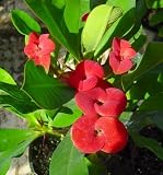Red Crown of Thorns Plant - Euphorbia splendens