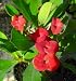 Red Crown of Thorns Plant - Euphorbia splendens - SALE*