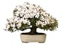 Brussel's Satsuki Azalea Specimen Bonsai