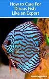 How to Care for Discus Fish Like an Expert (Aquarium and Turtle Mastery)