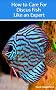 How to Care for Discus Fish Like an Expert (Aquarium and Turtle Mastery)