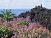 Roadside Flowers, La Palma, Canary Islands, Spain Photographic Poster Print by Jean Brooks, 18x24