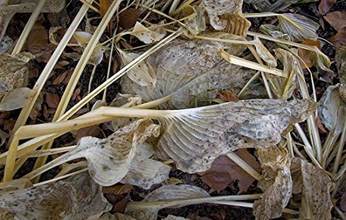 0068b 10.5" X 17" Limited Edition Fine Art Garden Photograph by Russ Martin "Wilted Leaves and Stems" COA (10% of the profit to be donated to The Nature Conservancy)
