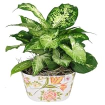 Live Plant - Oval Mtl Planter 6 Inches - with Dish Garden