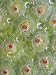 Seed Case of Lotus Flower with Dew, Perry's Water Garden, Franklin, North Carolina, USA Premium Photographic Poster Print, 30x40