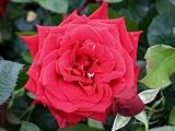 Eigenschaften Agel Rosen  / Edelrose 