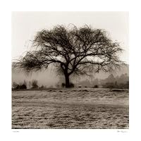 oak tree