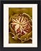 Framed Prints of Center of a Red Barrel Cactus (Ferocactus cylindraceus) flower, Anza-Borrego from Robert Harding