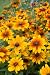 Gloriosa Daisy Black-eyed Susan (Rudbeckia hirta) Seed Packet