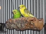 Korksitzbrett "M", Tolles Vogelzubeh�r f�r Wellensittich, Nymphensittich & Co.