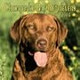 Chesapeake Bay Retrievers 2004 Calendar