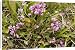 Canvas Prints of Dwarf milkwort - on limestone grassland from Ardea Wildlife Pets