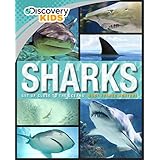 sharks discovery kids