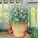 Herb Seeds – Chives Herb Seeds
