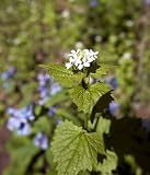 Garlic Mustard Flower, River Bend Park, Virginia - Interesting 16x20 Photographic Print by Brendan Reals