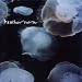 Heather Nova-Glow Stars (Australian Import)
