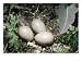 Grey Wagtail, Addled Eggs, Derbyshire, UK Photographic Poster Print by David Fox, 16x...