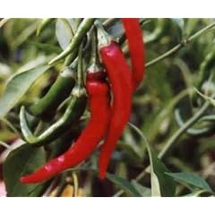 Wohl eine der ber�hmtesten Chili-Sorten - Cayenne-Chili - 10 Samen