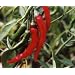 Wohl eine der ber�hmtesten Chili-Sorten - Cayenne-Chili - 10 Samen