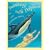 Swimming with Dolphins