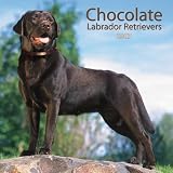 Chocolate Labrador Retrievers 2007 Calendar