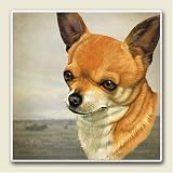 Absorbastone Coaster Set ~ Chihuahua ~ set of 4 coasters ~ code 842C