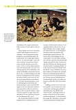 Bild 514C7P4G6JL. SL160  zum Thema Buch: Hundepsychologie, Sozialverhalten und Wesen, Emotionen und Individualität , Dorit U. Feddersen Petersen.