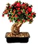 Bonsai Boy's Artificial Azalea Bonsai Tree - Large