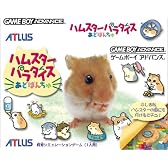 ハムスターパラダイスあどばんちゅ