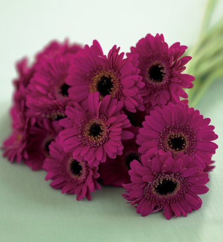 Flowers By Post - 20 Mini Gerbera